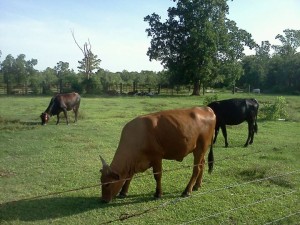 It isn't likely Anne will see cows on her commute, as David Lippert does in Houston.